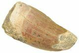 Serrated, Carcharodontosaurus Tooth - Thick Tooth #250560-1